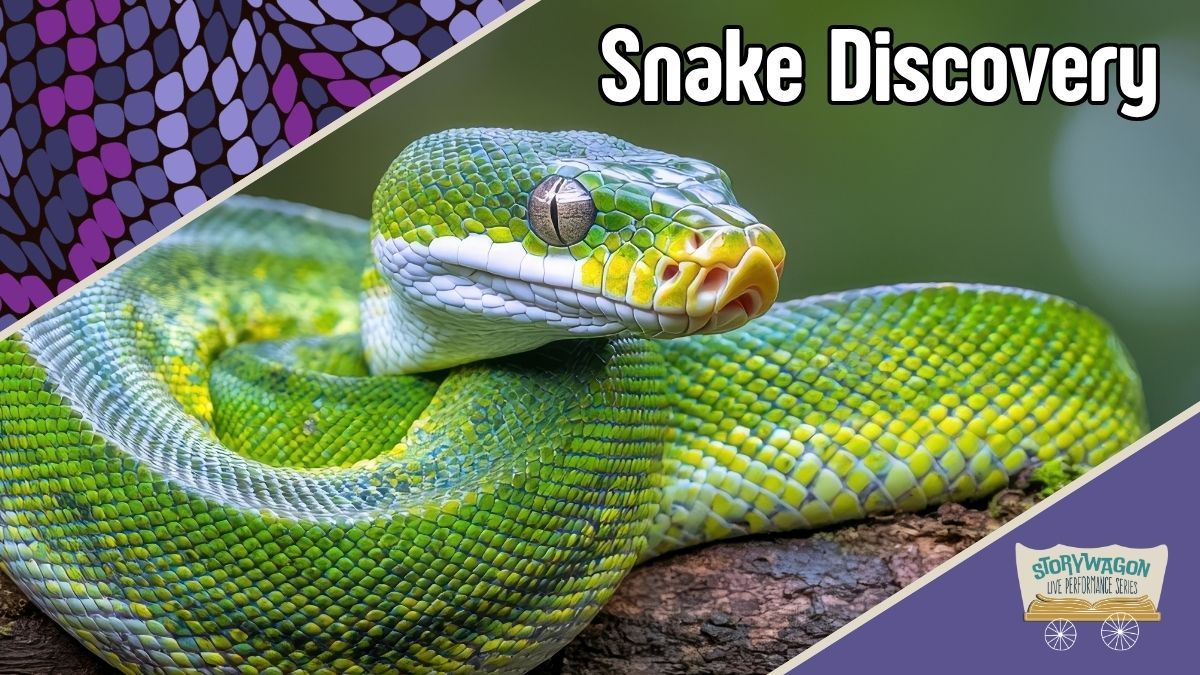 Snake discover. A green tree python sits coiled on a branch.